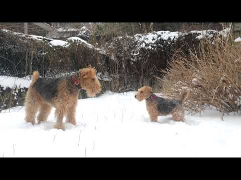 Welsh Terrier – Wesen, Verhalten und Haltung des Hundes