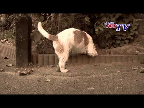 Jack Russell Terrier - Wesen, Verhalten und Haltung des Hundes