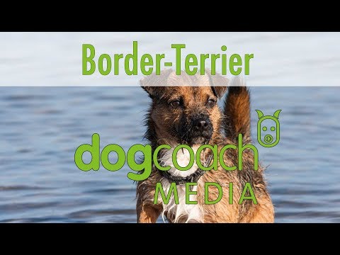 Border Terrier – Wesen, Verhalten und Haltung des Hundes