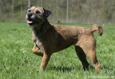 ᐅ Border Terrier | Verhalten, Wesen, Charakter & Haltung