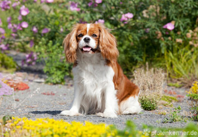 Cavalier King Charles Spaniel Verhalten Charakter Und Mehr