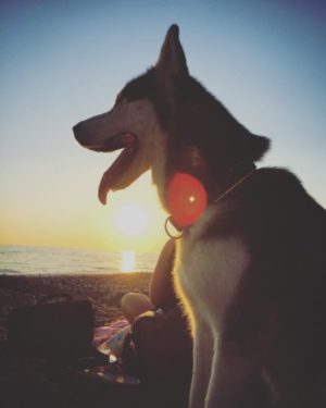 Husky am Meer bei Sonnenuntergang