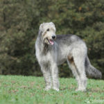 Irischer Wolfshund steht auf Wiese mit Wald im Hintergrund