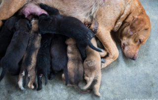 Hundewelpen trinken bei der Mutter