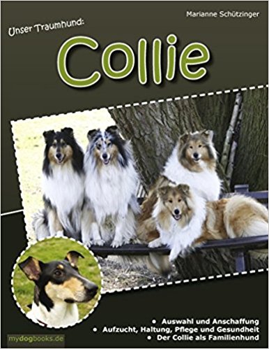 Collie Bild